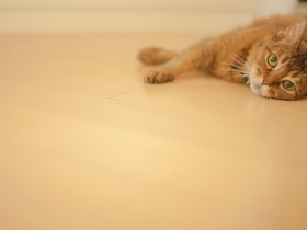 フローリングに寝転ぶ猫